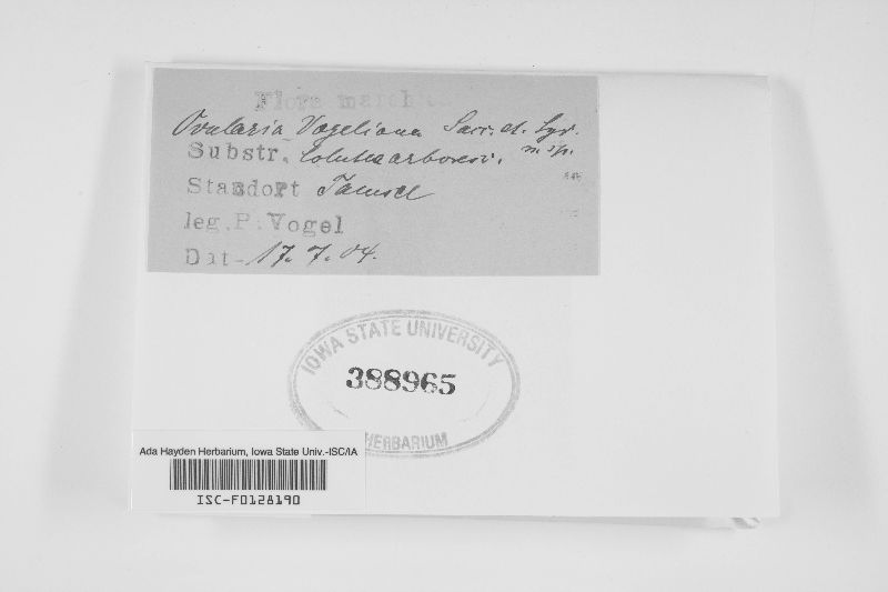 Ovularia vogeliana image