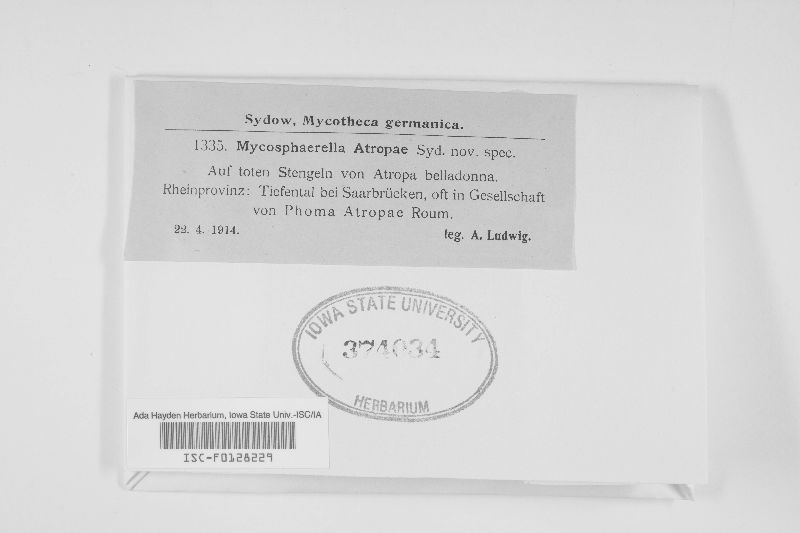 Mycosphaerella atropae image