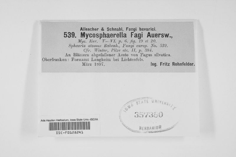 Mycosphaerella fagi image
