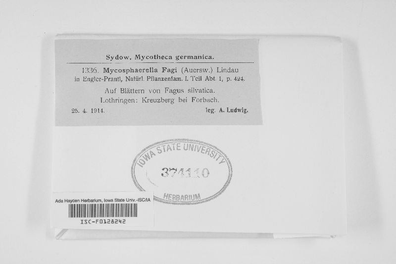 Mycosphaerella fagi image