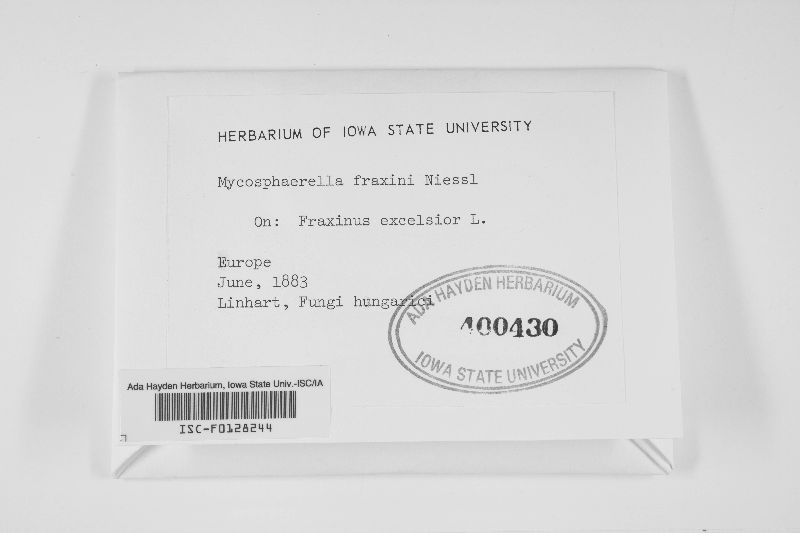 Mycosphaerella fraxini image