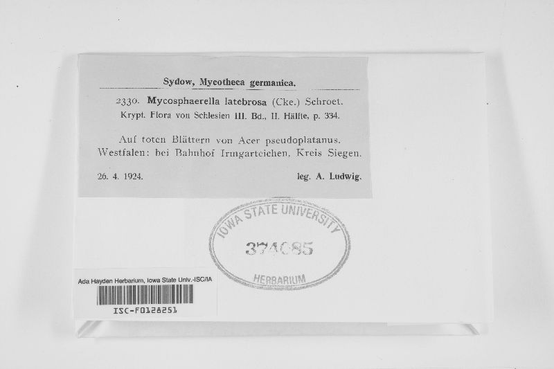 Mycosphaerella latebrosa image