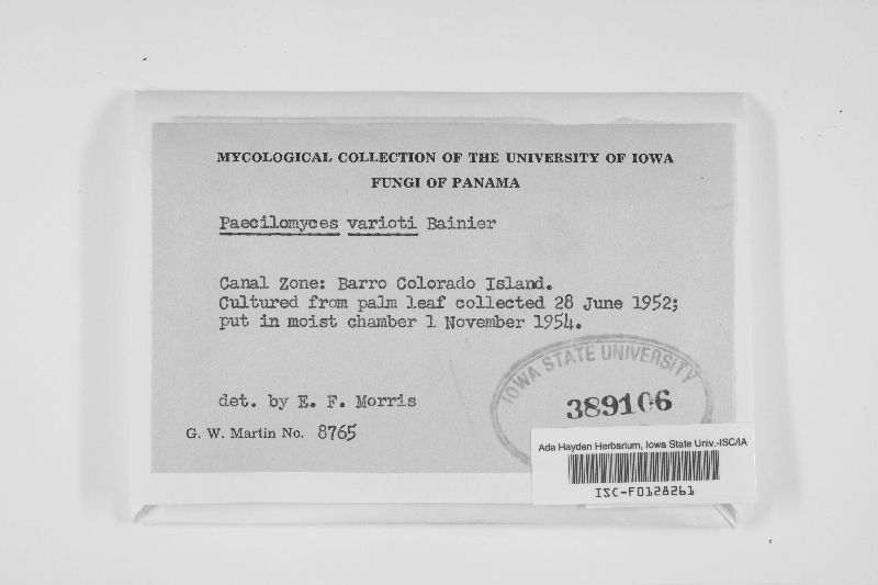 Paecilomyces variotii image