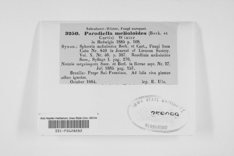 Parodiella melioloides image