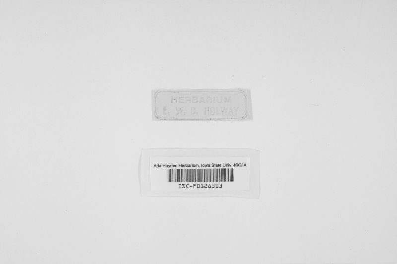Durella connivens image