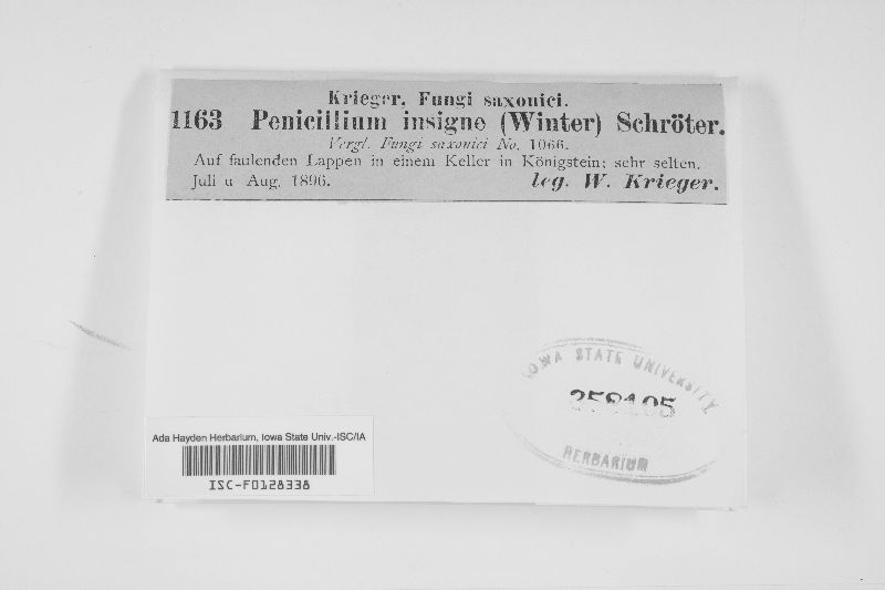 Penicillium insigne image