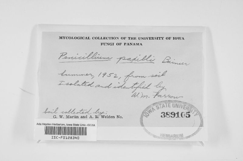 Penicillium paxilli image
