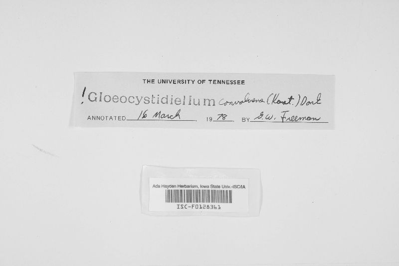 Gloeocystidiellum convolvens image