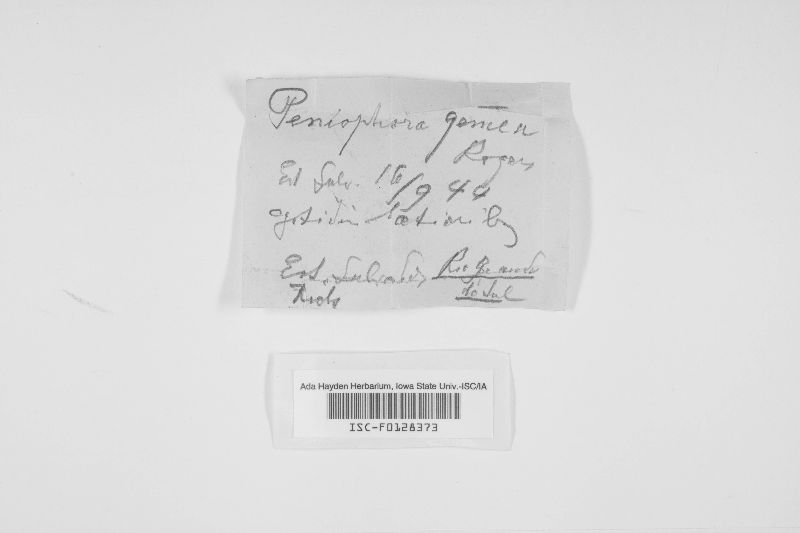 Hyphoderma gemmeum image