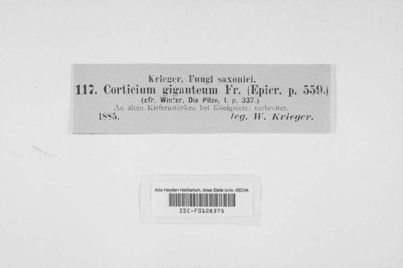 Phlebiopsis gigantea image