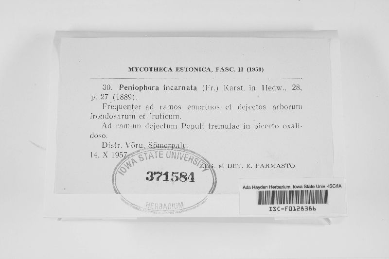 Peniophora incarnata image