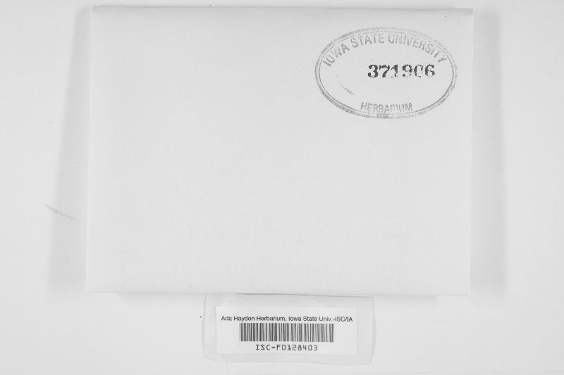 Amylocorticiellum molle image