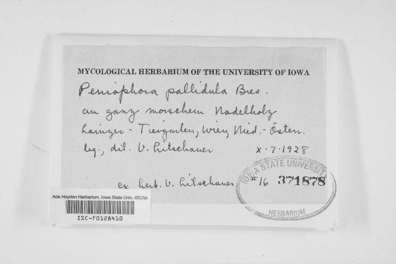 Hyphodontia pallidula image