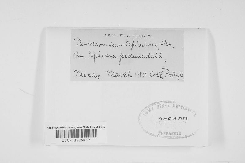 Peridermium image