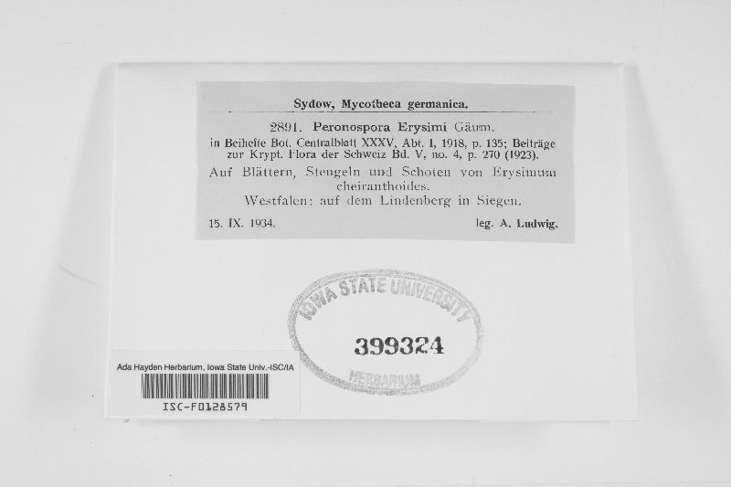 Peronospora erysimi image