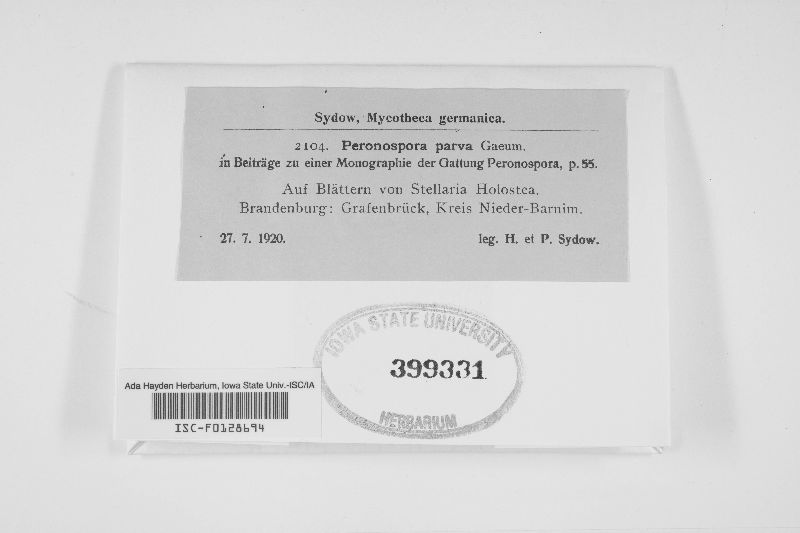 Peronospora parva image