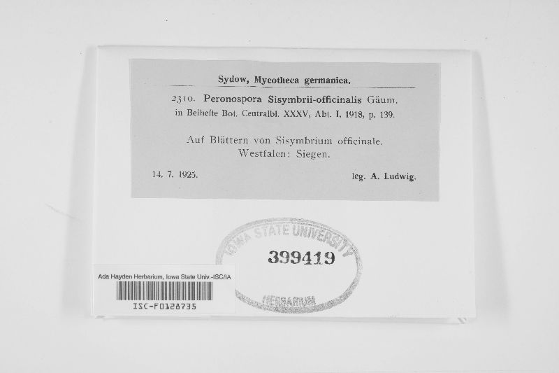 Peronospora sisymbrii-officinalis image