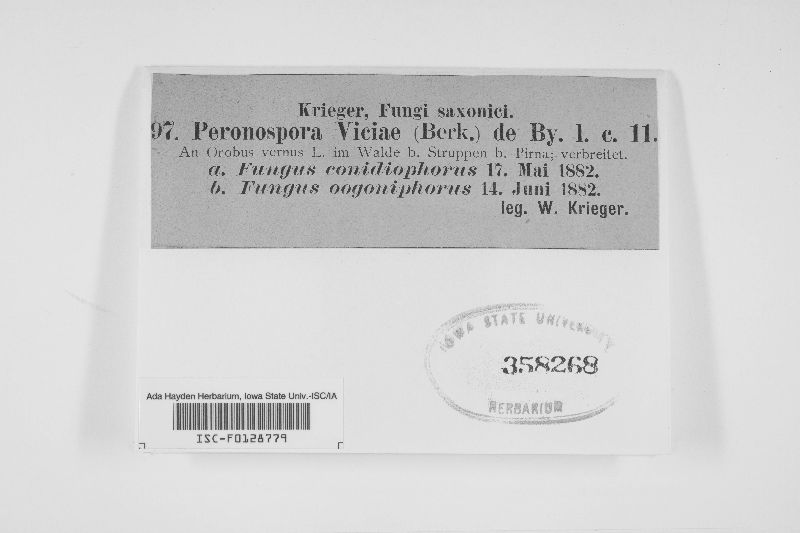 Peronospora viciae image