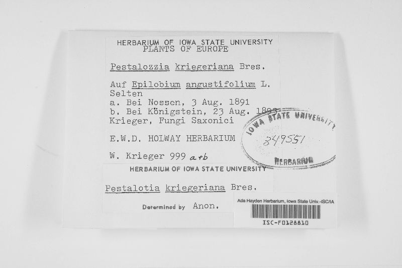 Discostroma callistemonis image