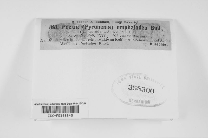 Peziza omphalodes image