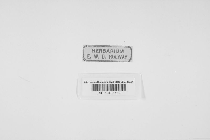 Peziza omphalodes image