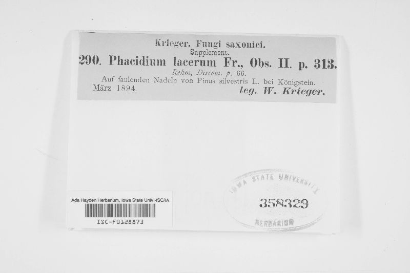 Phacidium image