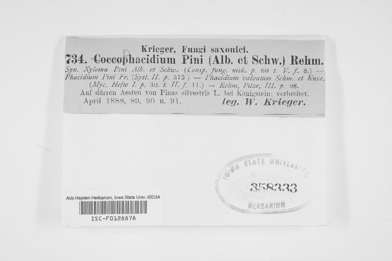 Phacidium image