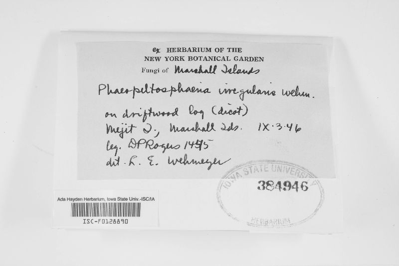 Phaeopeltosphaeria irregularis image