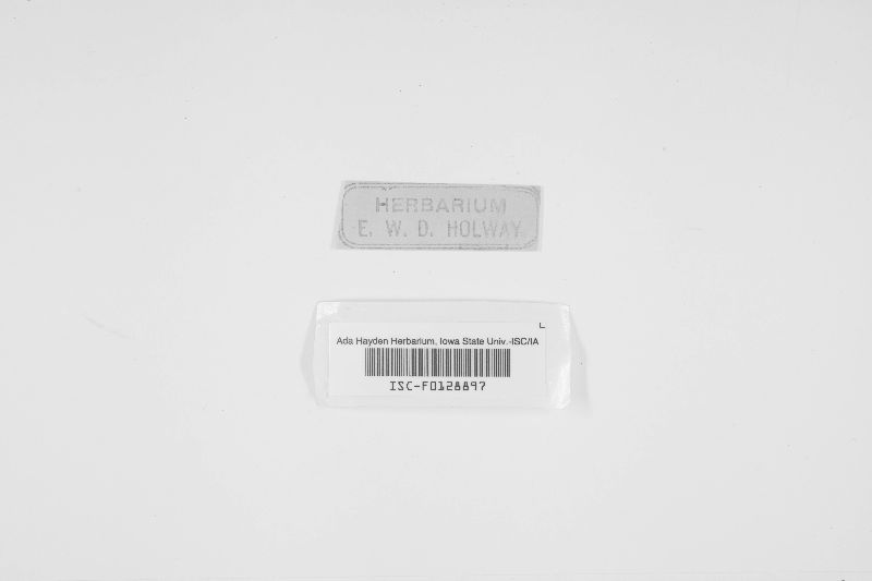 Stigmidium schaereri image