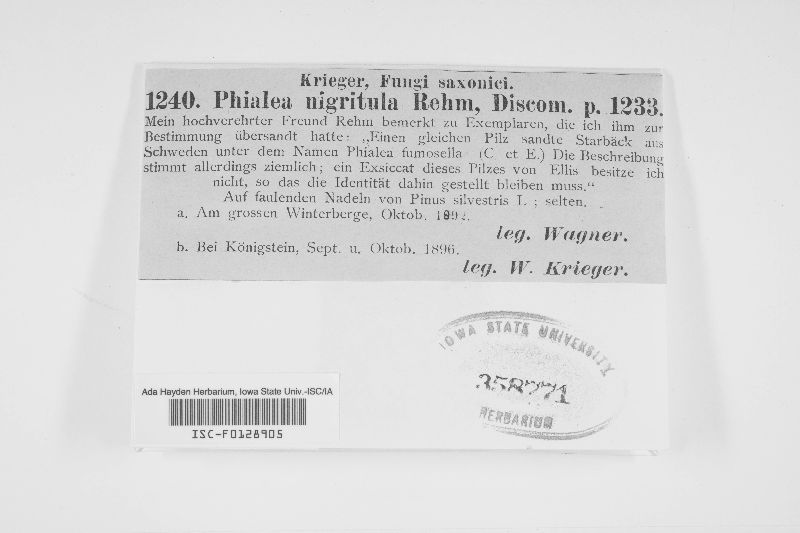 Phialea nigritula image