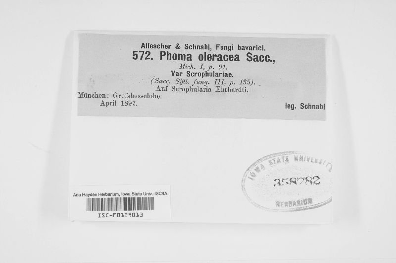 Phoma oleracea var. scrophulariae image