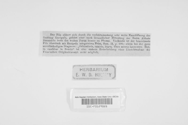 Phoma serratulae image