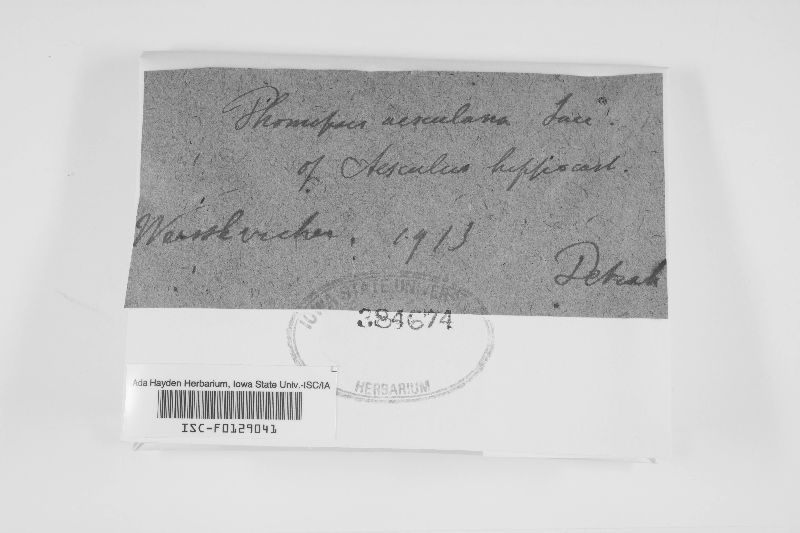 Phomopsis aesculana image