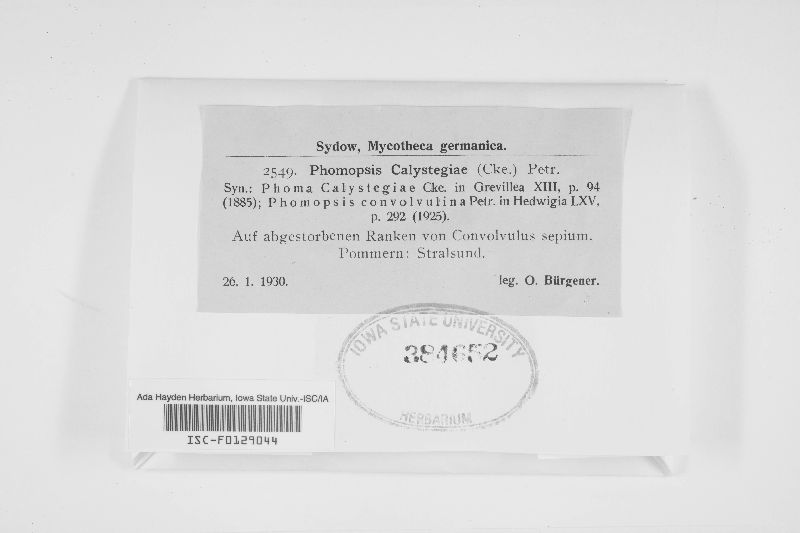 Phomopsis calystegiae image