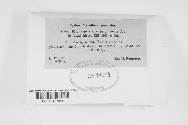 Phomopsis carnea image