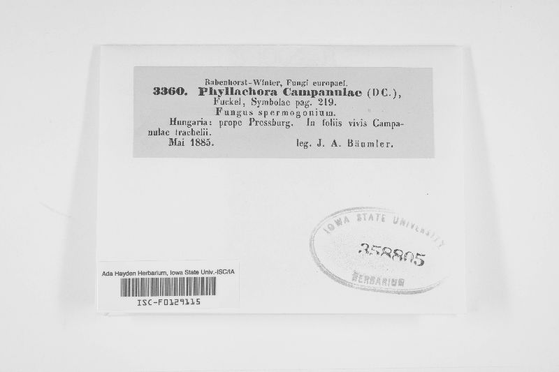 Placosphaeria campanulae image