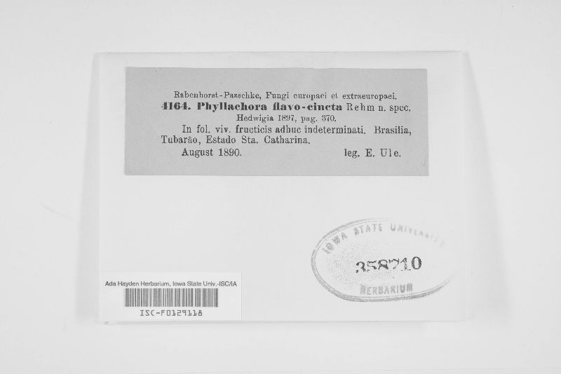 Phyllachora flavocincta image