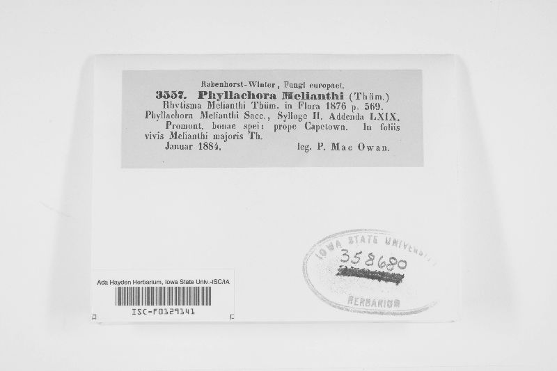 Phyllachora melianthi image