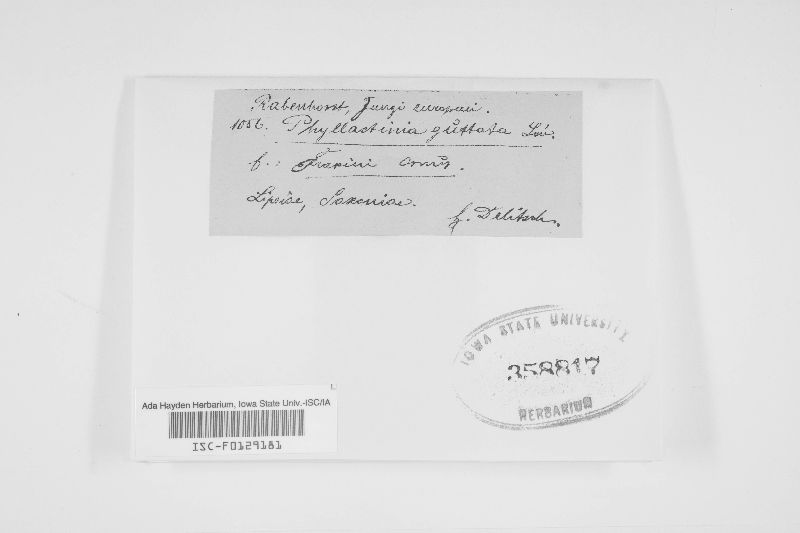 Phyllactinia guttata image