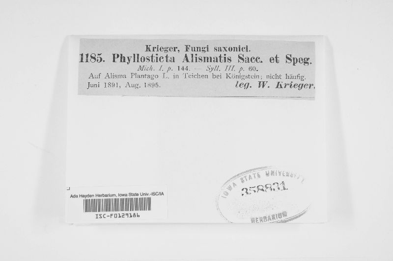 Phyllosticta alismatis image