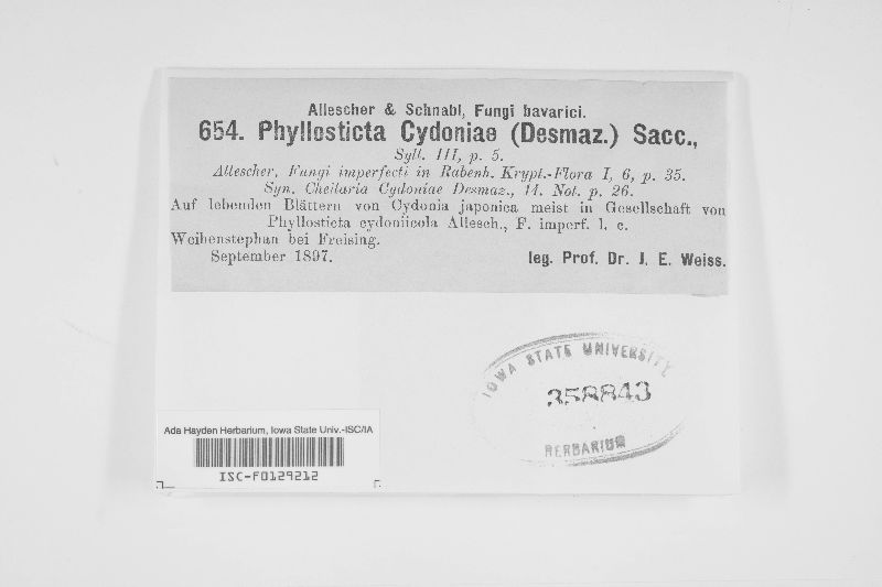 Myriellina cydoniae image