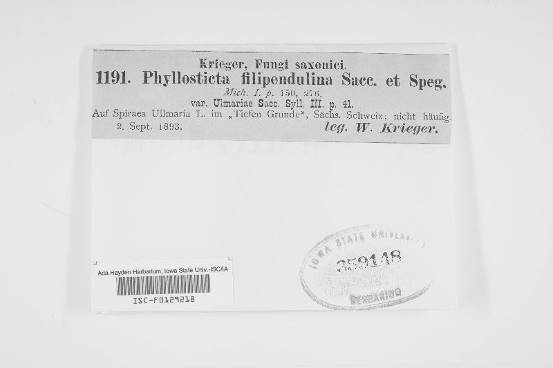 Phyllosticta filipendulina image
