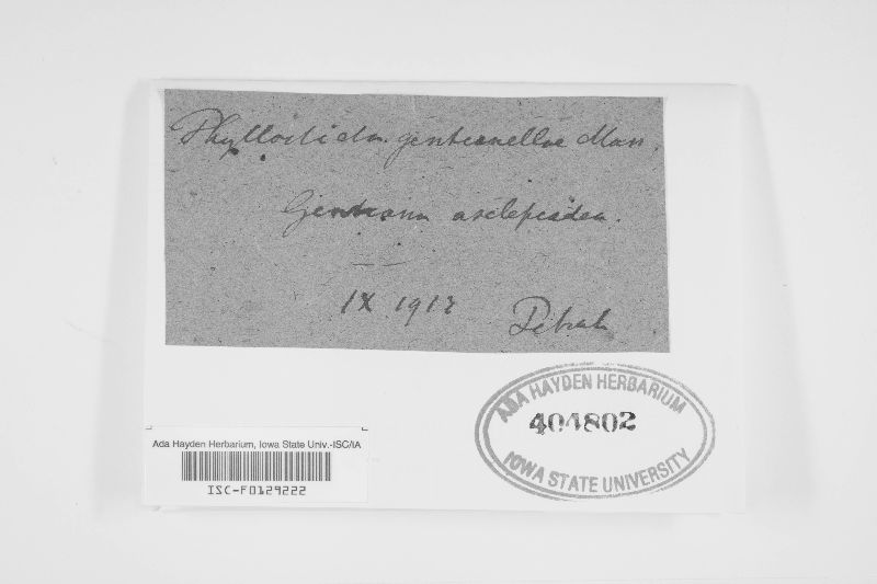 Phyllosticta gentianellae image