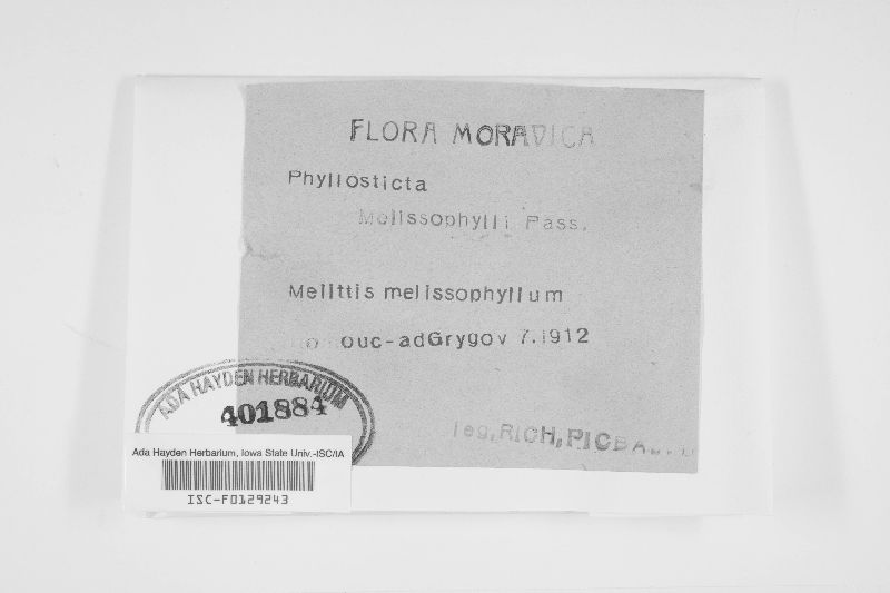 Phyllosticta melissophylli image