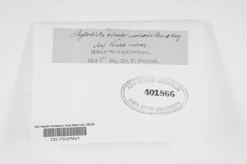 Phyllosticta vincae-minoris image