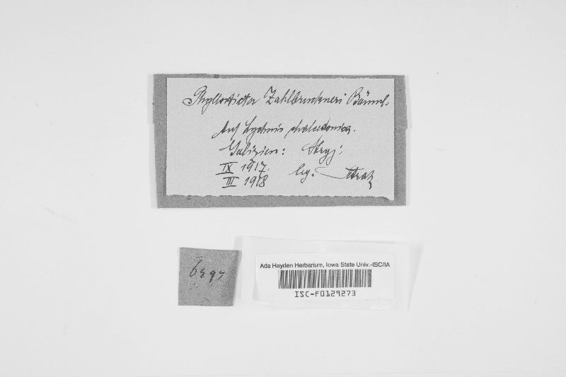 Phyllosticta zahlbruckneri image
