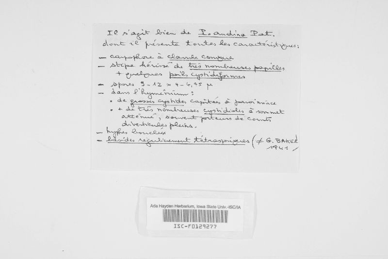 Physalacria andina image