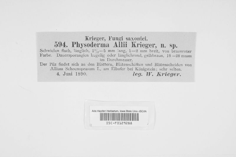 Physoderma allii image