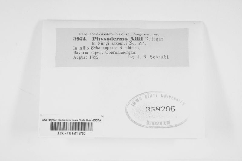 Physodermataceae image