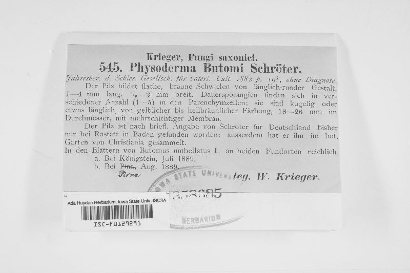 Physoderma butomi image